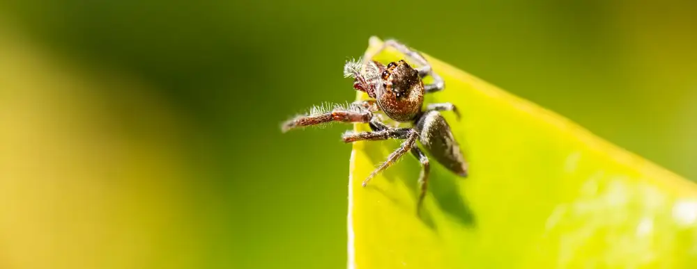 Picture of a spider