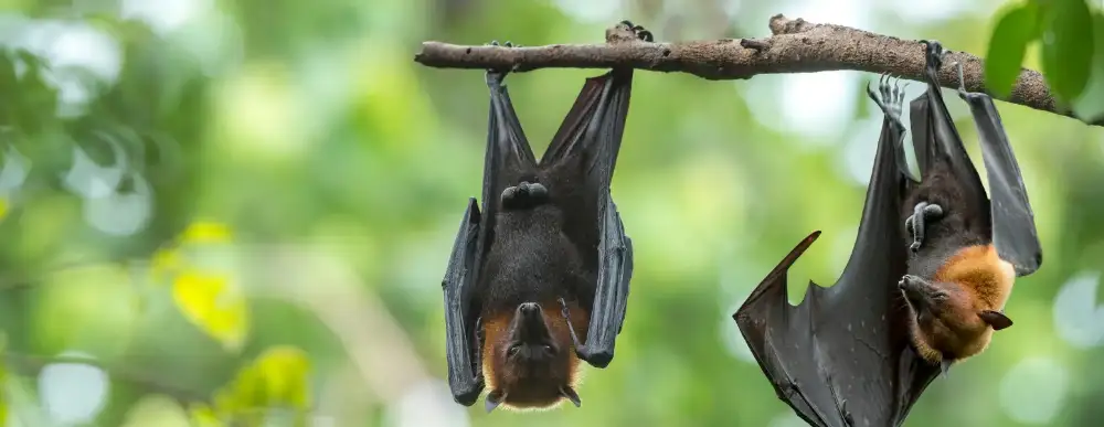 Two bats hanging from a limb
